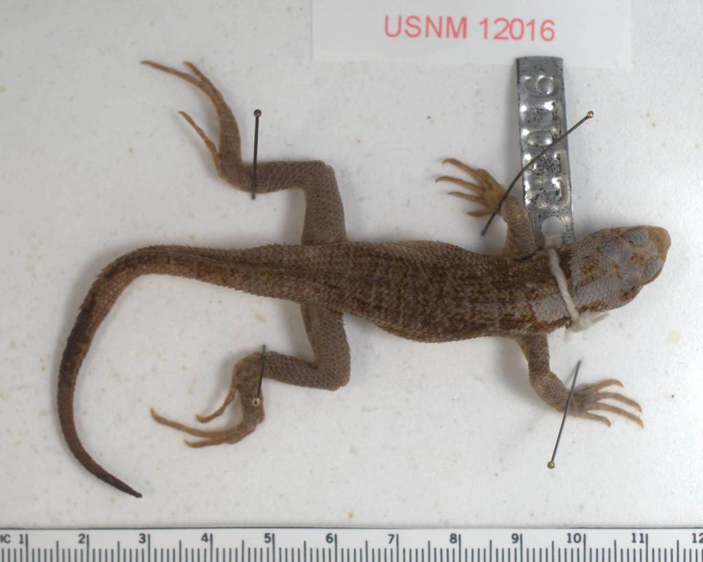 Navassa Curlytail Lizard