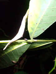 Cryptorhynchus fuscatus