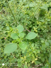 Acalypha indica