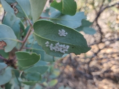 Aleuroplatus coronata