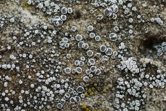 Myriolecis crenulata