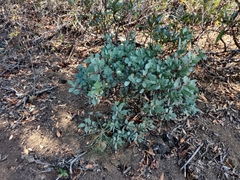 Aleuroplatus coronata