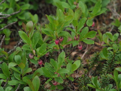Vaccinium cespitosum
