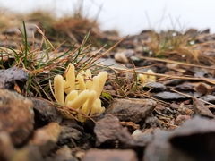 Clavariaceae
