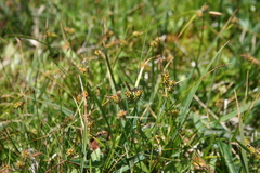 Carex lepidocarpa