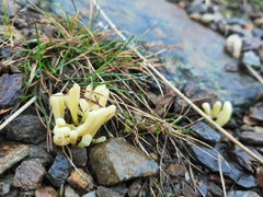 Clavariaceae