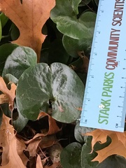 Asarum europaeum europaeum