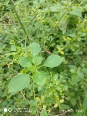 Acalypha indica