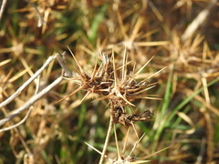 Centaurea calcitrapa