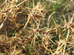 Centaurea calcitrapa