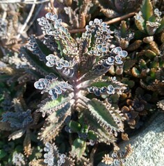 Kalanchoe × houghtonii