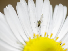 Brevicoryne brassicae