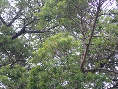 Keteleeria davidiana formosana