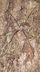 Leiobunum limbatum
