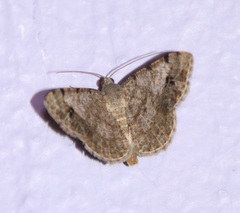 Frederickia nigricomma