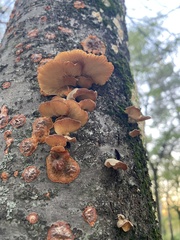 Phellinus pomaceus