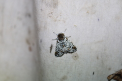 Harrisimemna trisignata