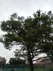 Keteleeria davidiana formosana