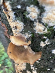 Phellinus pomaceus