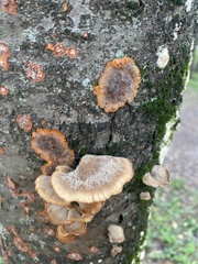 Phellinus pomaceus