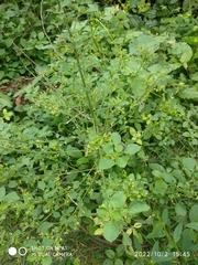 Acalypha indica
