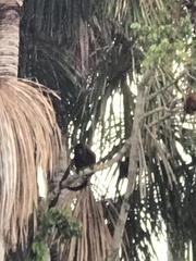 Alouatta