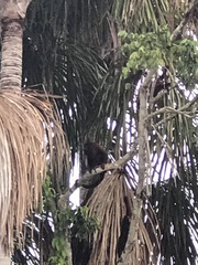 Alouatta