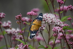Argynnis hyperbius hyperbius