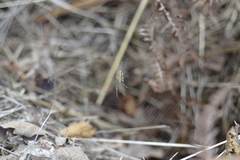 Metellina segmentata