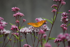 Argynnis hyperbius hyperbius