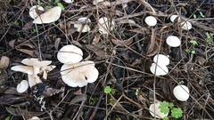 Clitocybe anisata