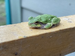 Hyla versicolor