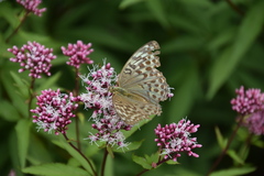 Argynnis paphia tsushimana