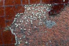 Lecanora polytropa