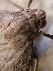 Alsophila pometaria