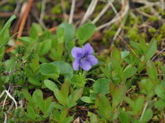 Viola adunca
