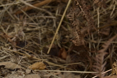 Metellina segmentata