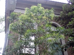 Podocarpus nakaii
