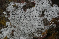 Diplotomma alboatrum