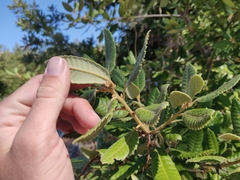 Notholithocarpus densiflorus densiflorus