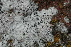 Diplotomma alboatrum