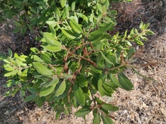Notholithocarpus densiflorus densiflorus