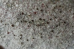 Lecanora campestris