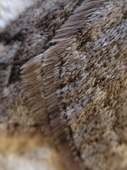 Alsophila pometaria