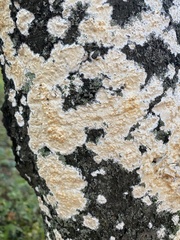 Coniophora puteana