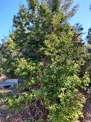 Notholithocarpus densiflorus densiflorus
