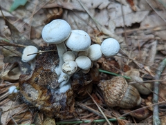Asterophora lycoperdoides