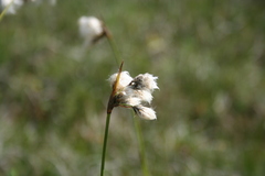 Eriophorum latifolium