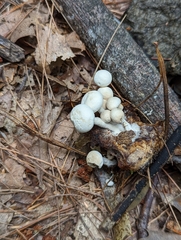 Asterophora lycoperdoides