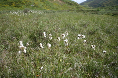 Eriophorum latifolium